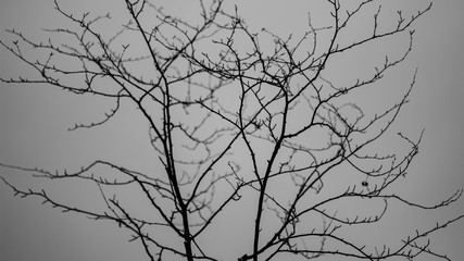 Fototapeta na wymiar naked tree branches in late autumn with no leaves