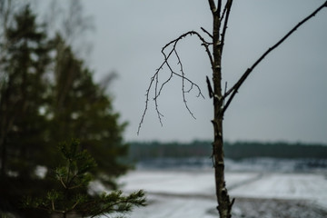 naked tree branches in late autumn with no leaves