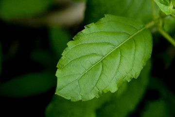 Holy basil at garden