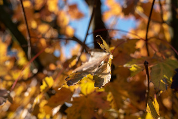 Yellow leaves on a tree during the autumn