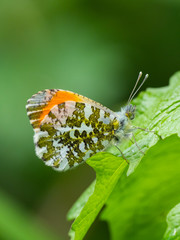 Orange Tip Butterfly
