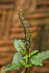 Holy basil at garden