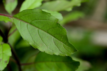 Holy basil at garden