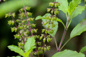 Holy basil at garden