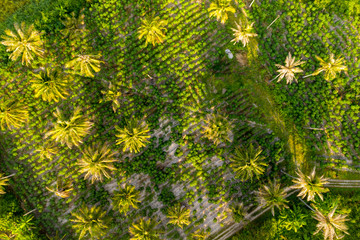 Aerial top view agriculture and Fields. Texture of forest view from above