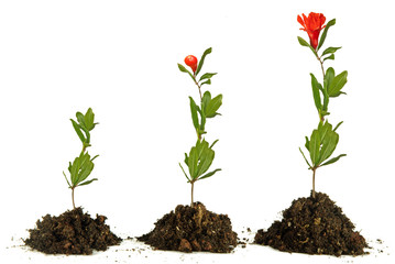 Pomegranate flowers isolated on white background