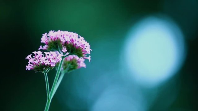 HD 1080p super slow beautiful collor pretty webena bonariensis
