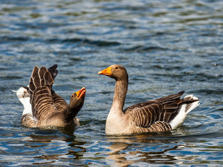 Two Greylag Geese (Anser anser) on Water Courting