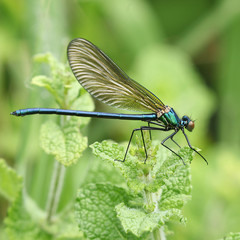 Calopteryx Splendens