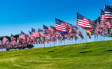 Obraz premium USA Flags Field