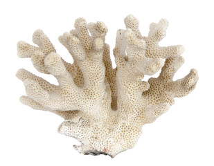 coral isolated on  white background