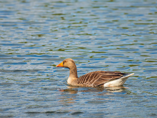 Greylag Goose (Anser anser) on Water