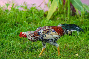 Rooster chickens on the green lawn. chickens find food on the grass