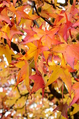 Kanadischer Amberbaum, Herbstzeit in Südtirol