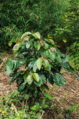 Arabian coffee tree at garden