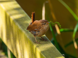 Wren on a Post With Grass in its Beak