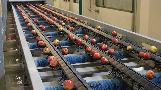 Conveyor belt with fresh apples in the food industry - dispatch and sorting automated // Fliessband mit frischen &Auml;pfeln in der Lebensmittelindustrie - Versand und Sortierung 