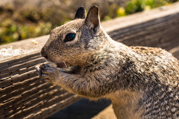 American squirrel at the beach