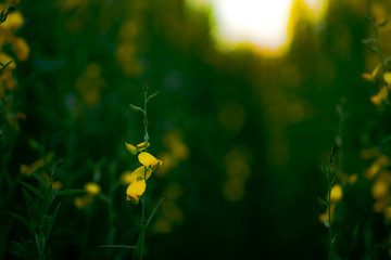 Sunhemp or Crotalaria juncea, the yellow flower field blooming on sunny day with have mountain background