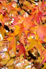 Amberbaum, farbenfroher Herbst in Südtirol