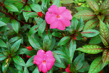 Vibrant beautiful botanic garden with various flowers and leaves in spring time
