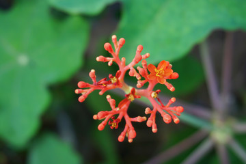Vibrant beautiful botanic garden with various flowers and leaves in spring time with purple blurred background