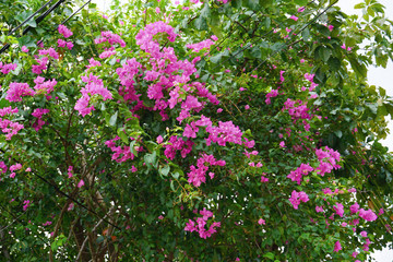 Vibrant beautiful botanic garden with various flowers and leaves in spring time with purple blurred background