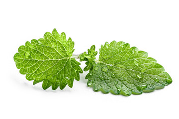 Fresh green leaf mint with water drops close-up isolated on a white background. Melissa officinalis...