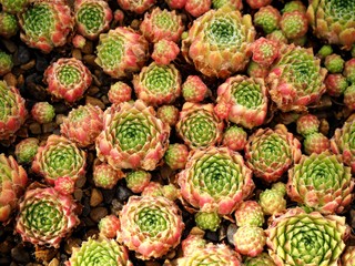 Fototapeta premium Colourful Sempervium succulent plants growing densely in a pot