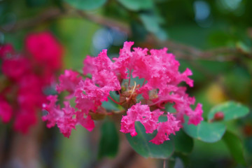 Pink bougainvillea beautiful flower background climbing ornamental tree
