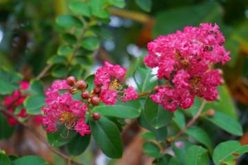 Pink bougainvillea beautiful flower background climbing ornamental tree