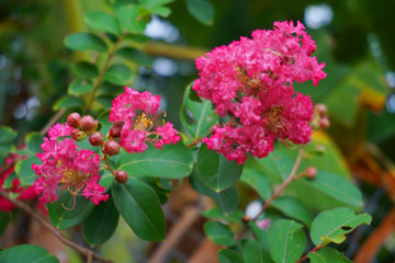 Pink bougainvillea beautiful flower background climbing ornamental tree