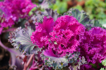 Close up different shades of green yellow and white cabbage vegetable fresh healthy food floral background floral wallpaper