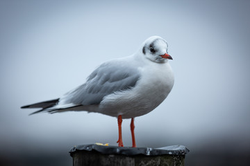 Seagull on a pole in winter 