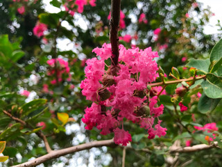 Pink bougainvillea beautiful flower background climbing ornamental tree
