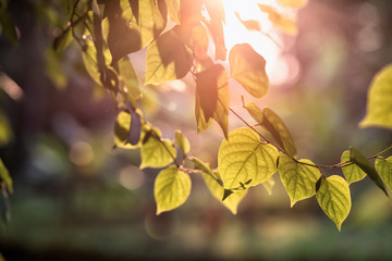 bodhi textured leaf at sunset