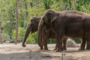 Fototapeta na wymiar Elephant at zoo in Berlin - Germany