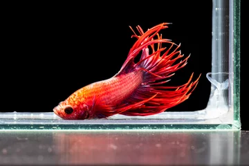 Schilderijen op glas The moving moment beautiful of red siamese betta fish or splendens fighting fish in thailand on black background. Thailand called Pla-kad or crown tail fish. © Soonthorn
