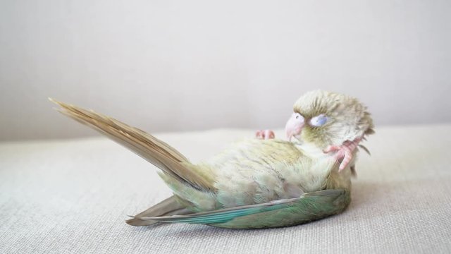 Green-cheeked parakeet or green-cheeked conure are sleeping on the sofa.