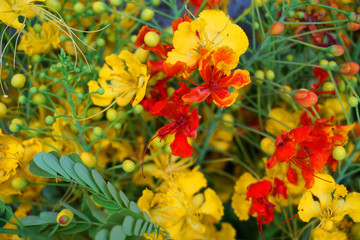  Bouquet of flamboyant flowers in red and yellow petals and green leaves in harvesting day  flower background floral wallpaper 