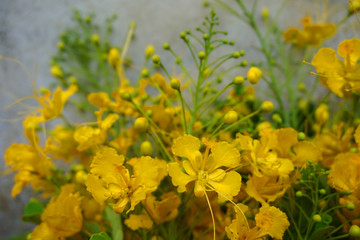 Beautiful colorful red and orange Heart of Hawaii Flamingo Flower Anthurium flowers with green leaves beautiful flowers in spring time 