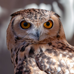 Owl Face Close Up