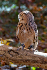 Owl Perched on a Branch