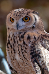 Owl Face Close Up