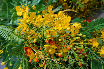 Beautiful colorful red and orange Heart of Hawaii Flamingo Flower Anthurium flowers with green leaves beautiful flowers in spring time 