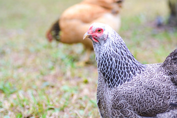 Hen