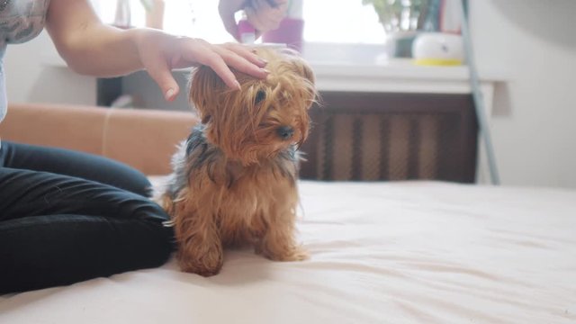 woman brushing her dog. dog funny video. girl combing a little shaggy dog pet care.woman using a comb brush Yorkshire Terrier. friendship and care for pets dogs lifestyle concept
