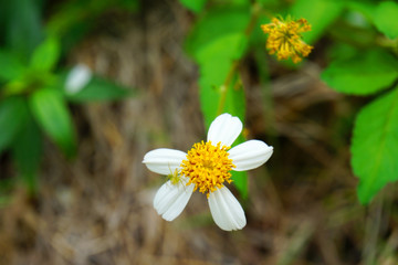 close up Beautiful white and yellow daisy and green grass in summer time grass field with sunlight and blurred background