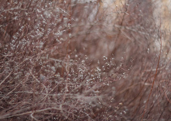 autumn bush branches
