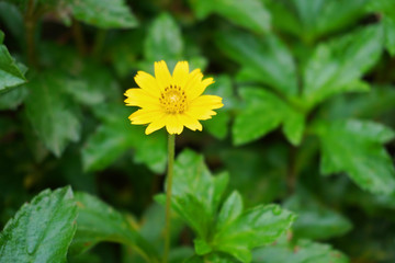 close up Beautiful white and yellow daisy and green grass in summer time grass field with sunlight and blurred background